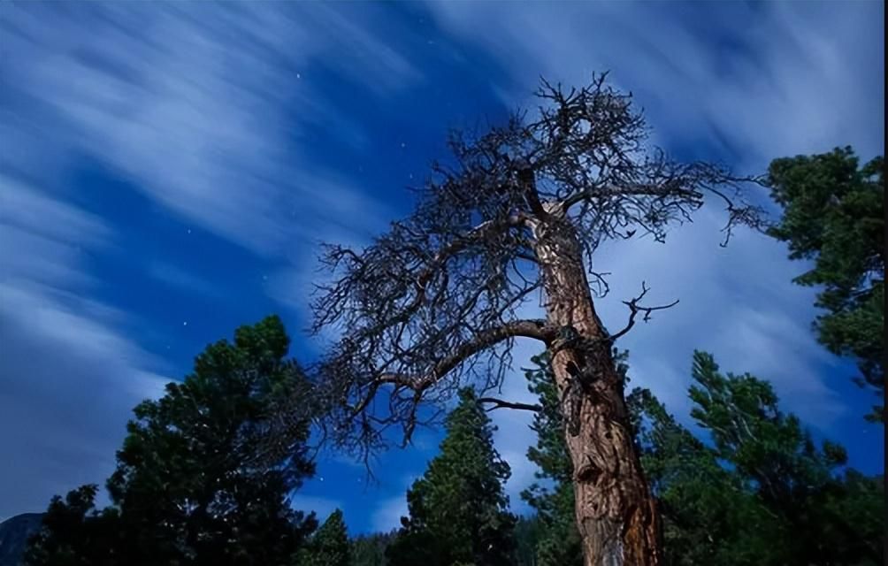 全球最老的树木或将死亡!活了4800了,却撑不住今年的高温