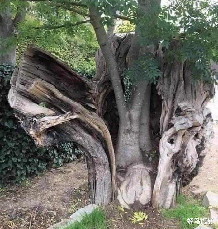32张活久未见的照片,1200万年前的螳螂,15米长的泰坦巨蟒