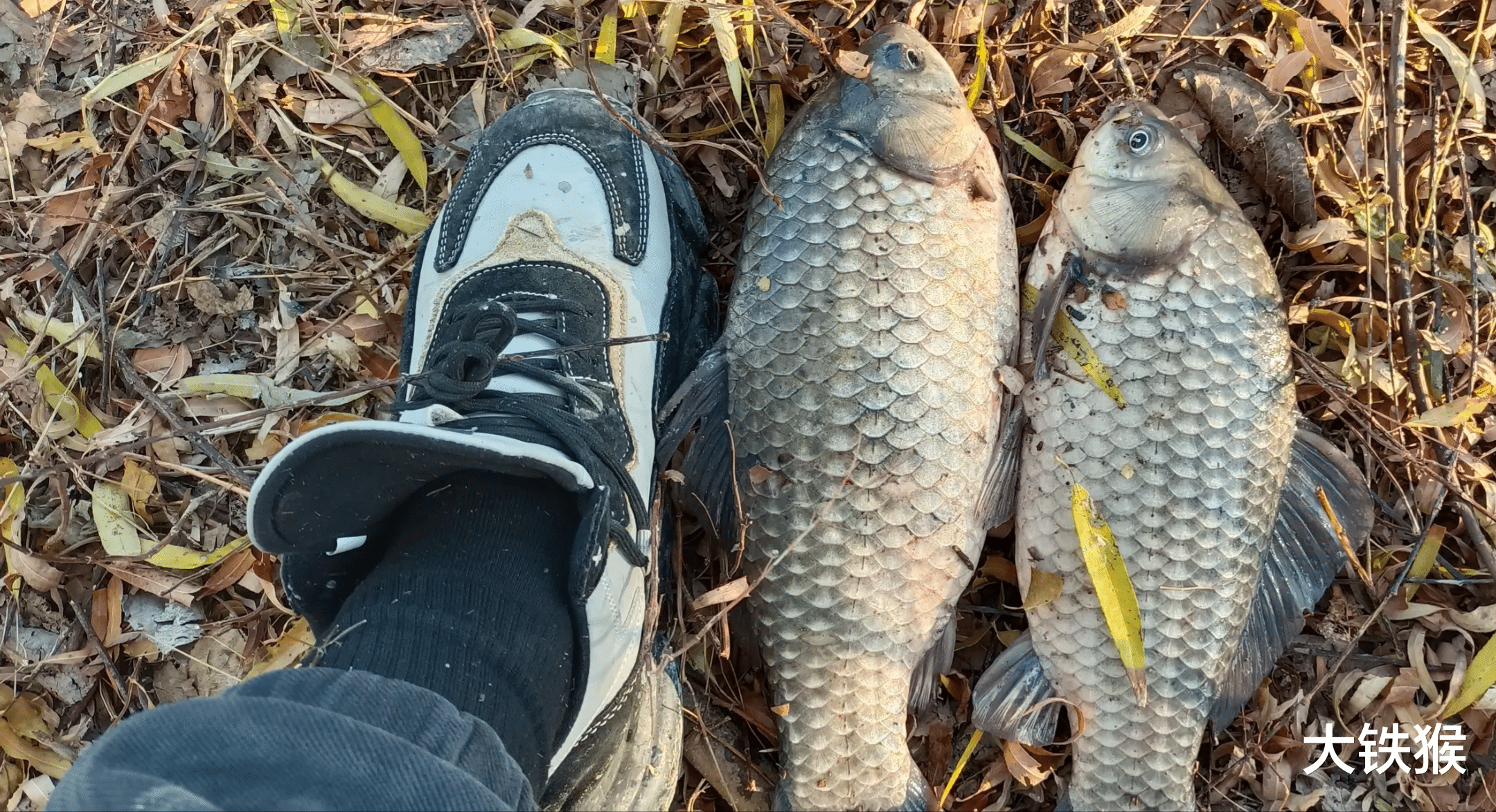 饵料|难怪野钓总是钓不到鱼,看了水底视频,我发现了鲫鱼的特殊癖好