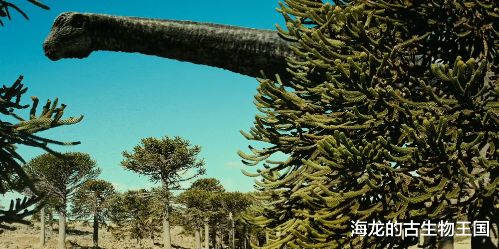 阿根廷龙是如何产卵的?