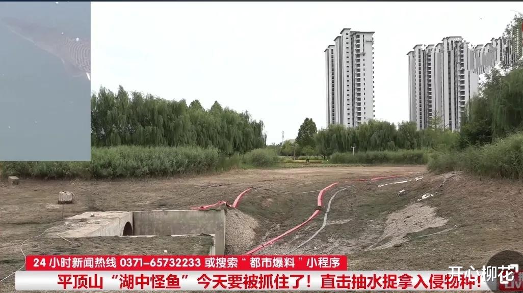 河南平顶山抽干湖水围捕“怪鱼”,这是要动真格了!