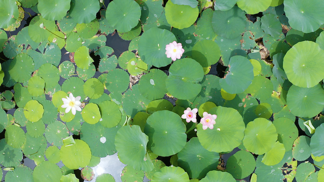 广西|又是一年赏荷季,荷都金湖莲叶田田