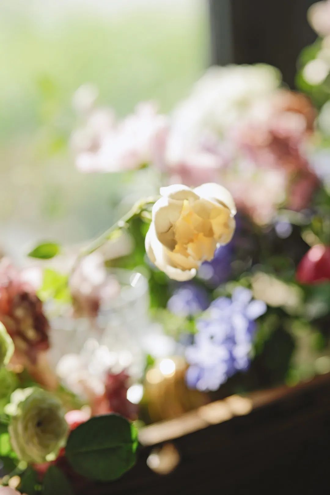 职场故事|告别职场焦虑，她逃到农场拍野花；3年拍了上千张，把爱好修成主业