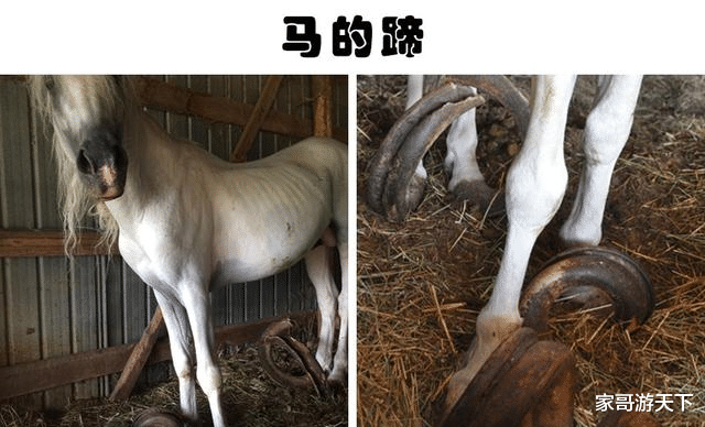 动物们可能会伤害到自己的7个身体部分