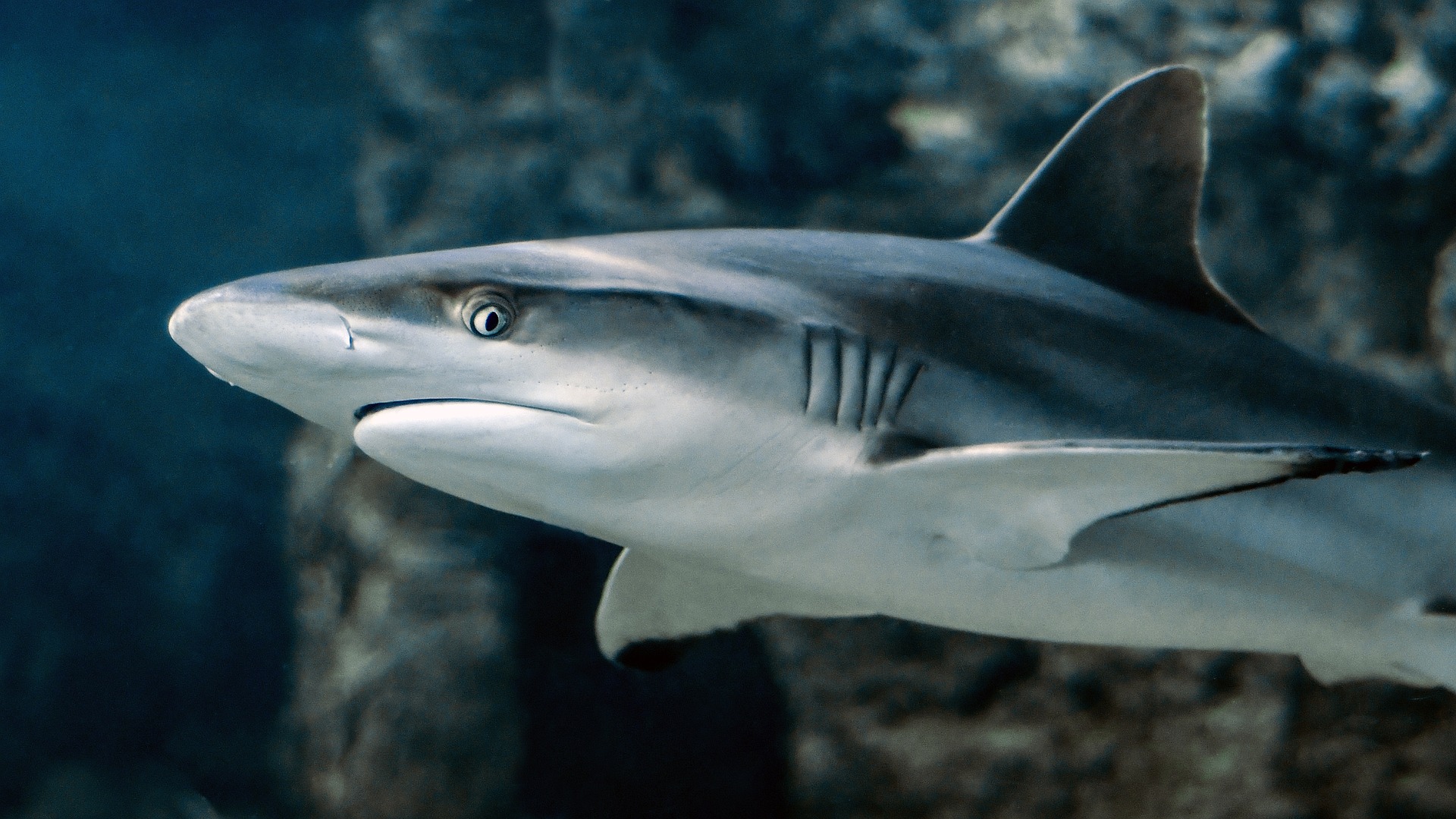 鲨鱼其实也很惨：被其它霸主欺负上亿年的感觉，人类根本不会懂