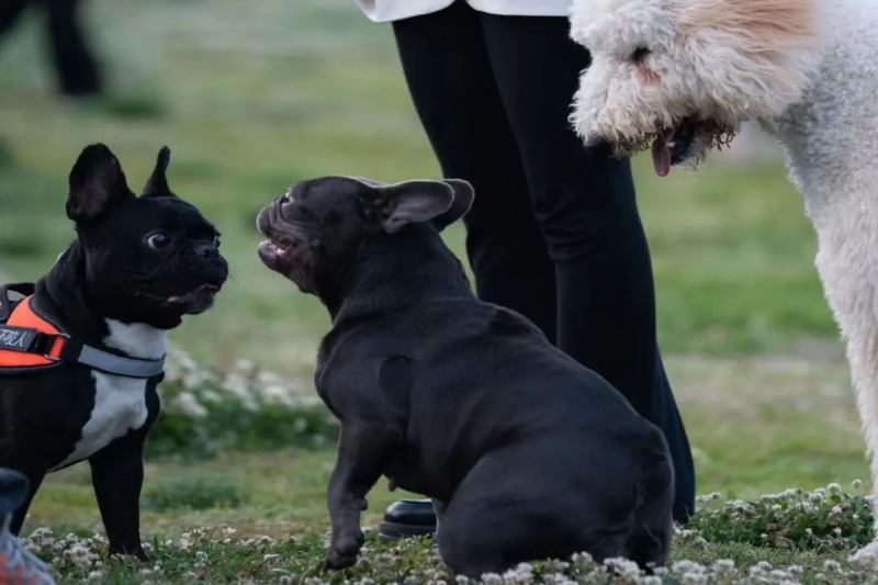 大理|【有一种生活叫大理】夜之大理,正在洱海边