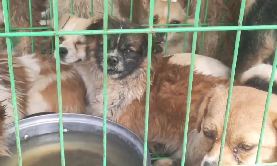 指望它们繁殖挣钱,不干了就准备将繁殖犬卖进狗肉馆,场主:没人救就卖狗贩子呗