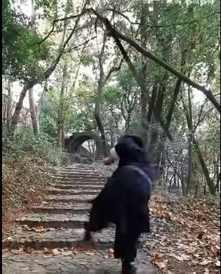 赵文卓|赵文卓“空中踢剑”火了，这些网红纷纷模仿，还真有人耍成了