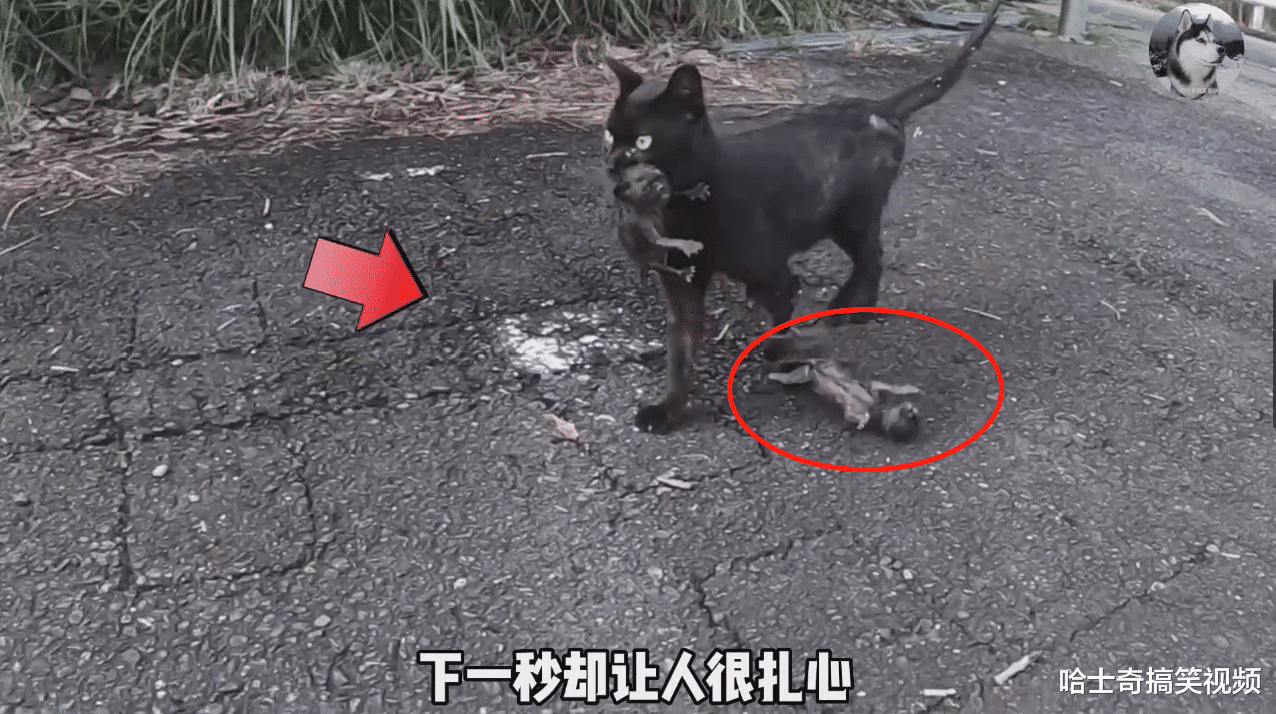 小哥遇到流浪猫带娃搬家，有孩子被拖行，结局暖心又辛酸