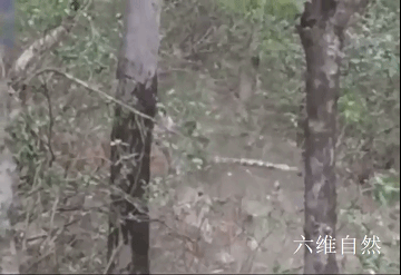 印度一头老虎捕杀花豹,爬上3米高树将花豹拖下捕杀,却不吞食豹