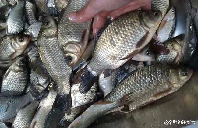 |夏季野钓需要掌握的操作技巧，能够根据鱼情去应对走水，才是yyds