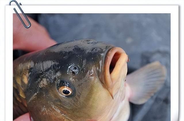 鱼靠什么在黑夜和浑浊的水中觅食?显然不是鱼眼!