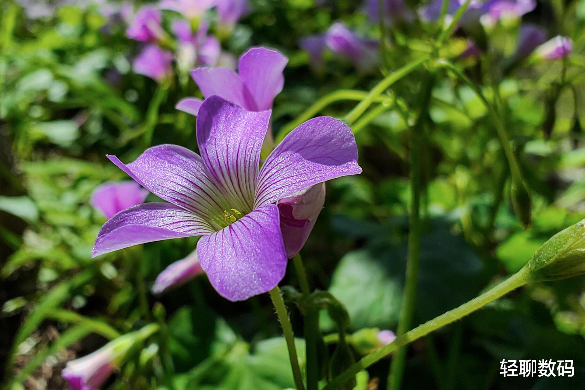 手机摄影|手机摄影：静心多拍几次，你也可以拍出唯美的微距照片