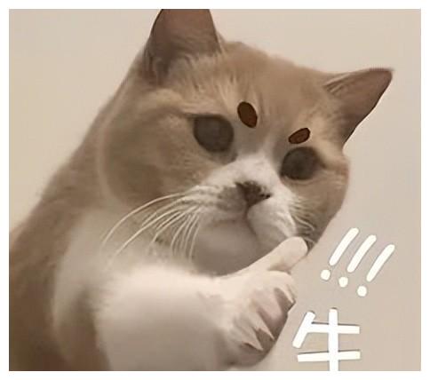 跨境电商|马斯克下跪道歉后，谷歌创始人老婆妮可离婚了？