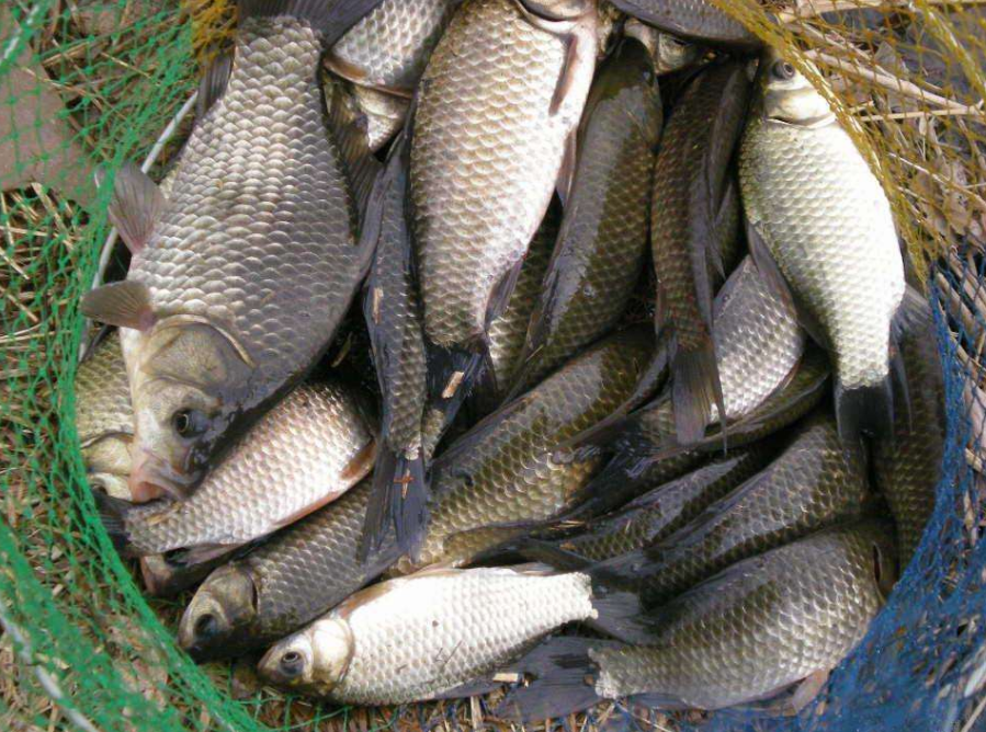 |避开春季野钓的四个误区，一能让你不空军，二能让你连杆爆护