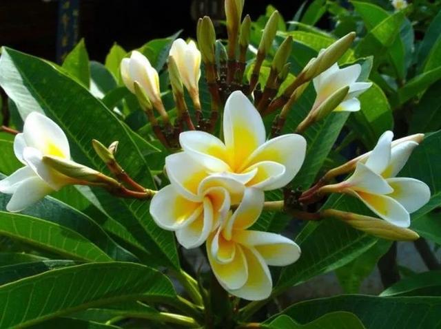 睡眠|茶余饭后再来一杯自制“五花茶”，清热消暑祛湿