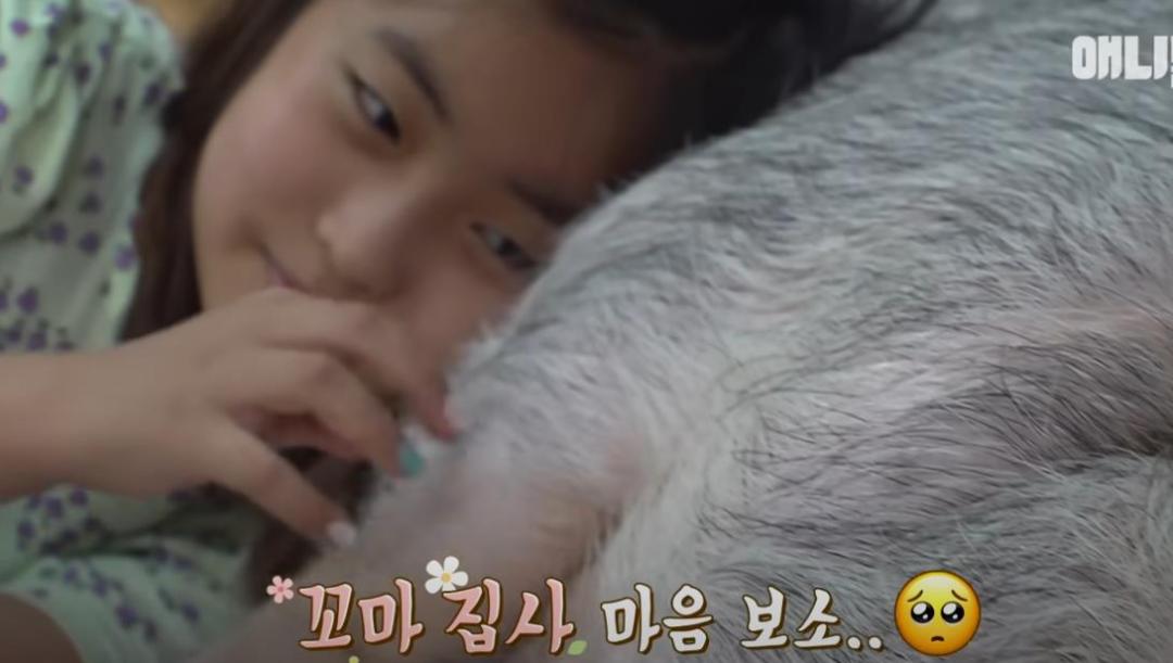 古尔丹 韩国女孩养迷你猪秒变大胖猪，如今带着它们刻苦运动节食减肥