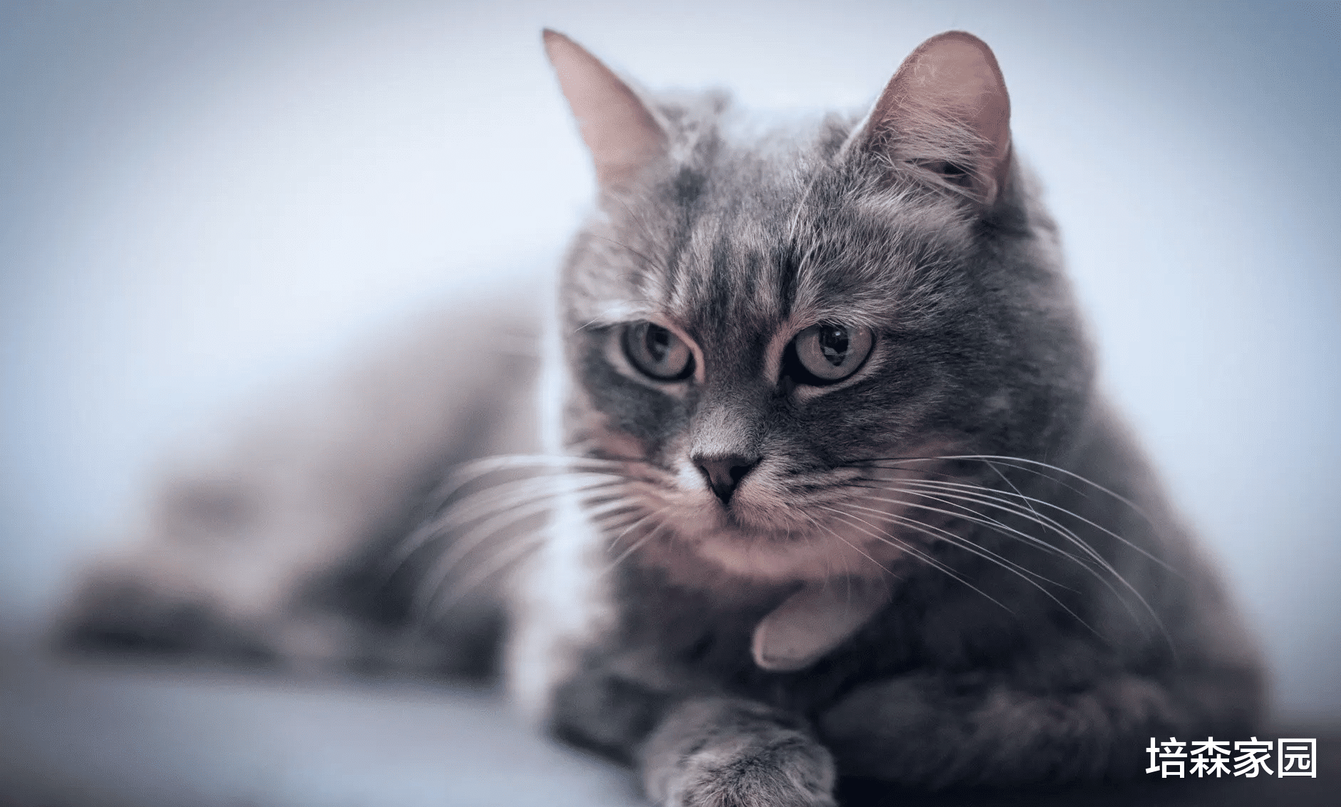 猫咪为何突然“攻击”主人？这些原因你要知道