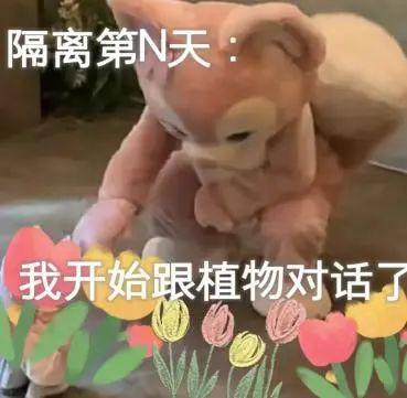 收集帖:居家办公的人都喜欢用什么表情包?