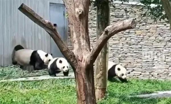四川泸定地震瞬间,大熊猫妈妈带着幼崽脱险,它真能预感地震吗?