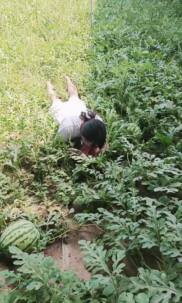 女子悄悄到邻居瓜棚里借瓜,谁想被主人逮个正着,吃得满脸西瓜水