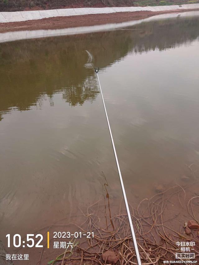 饵料|开竿鲤收竿鲫，红鲤中寻大鲫