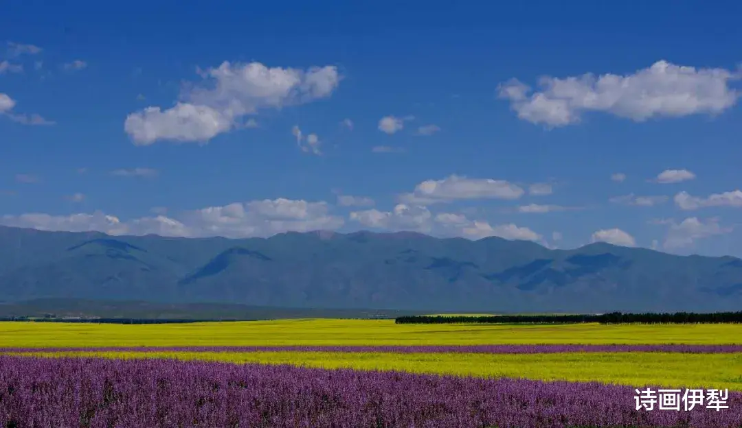 杭州|初 夏、伊犁的三个大草原