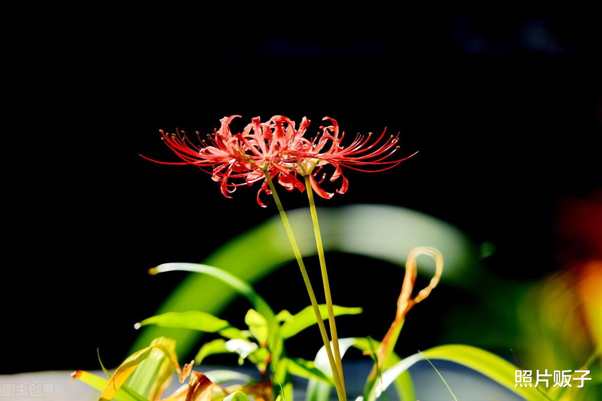 顺光拍不出大片？学会这4个摄影技巧，顺光照样出好片！