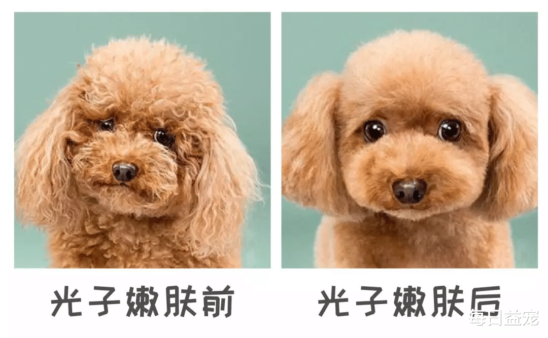 油麦菜 为猫美甲会影响终身健康?这些热门宠物“医美”,是美容还是虐待