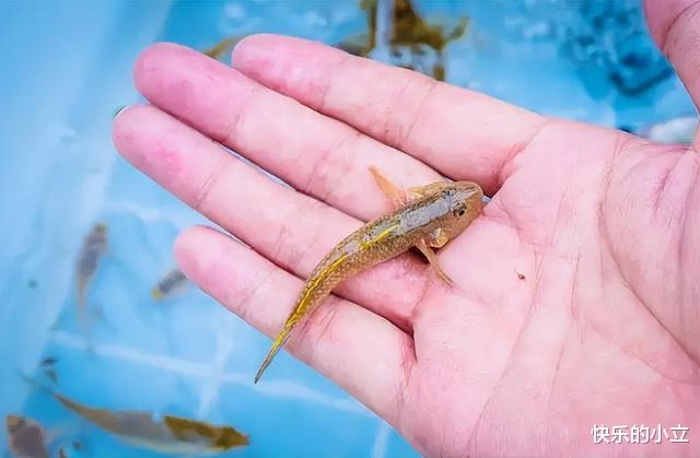 草鱼|让钓鱼人憎恶的“趴地虎”，为何卖到60多元一斤？它有什么价值？