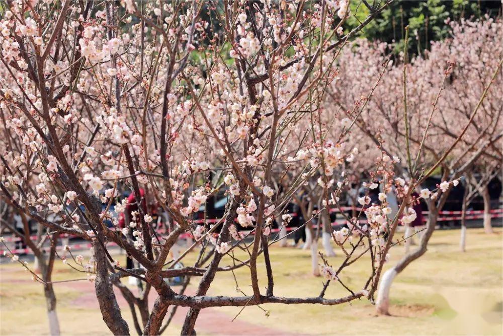 镰仓|深圳12月份游玩攻略，21个超美景点，周末出游好去处