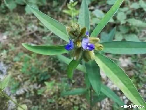 抗癌|分享抗癌中药——野百合,生于荒地杂草中,解毒消积广泛应用