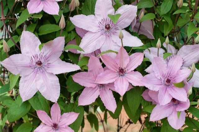 买了栋，复式双露台房，历时4年改造成露台花园，太好看了