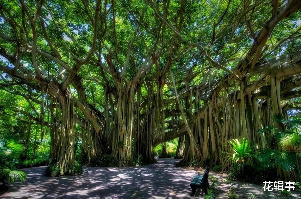 为了生存,植物进化出了这6个奇特的能力,网友:植物也“疯狂”