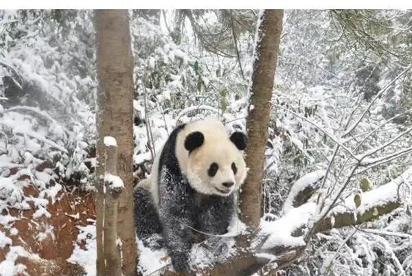 大熊猫在野外有没有天敌?是什么动物?
