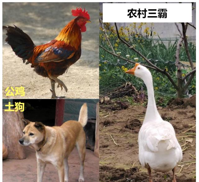 有鹅的地方就没有蛇？大鹅究竟有多凶猛，为何不少动物都怕它呢？