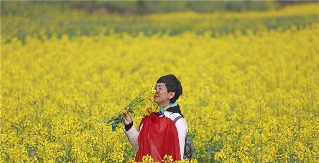 贵阳|罗平油菜花堪称东方大花园：满目金黄香百里，一方春色醉千山