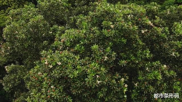 极度濒危!起源于1.4亿年前!它是植物界的“大熊猫”,你见过吗?