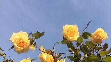 值得收藏发朋友圈的高级文案