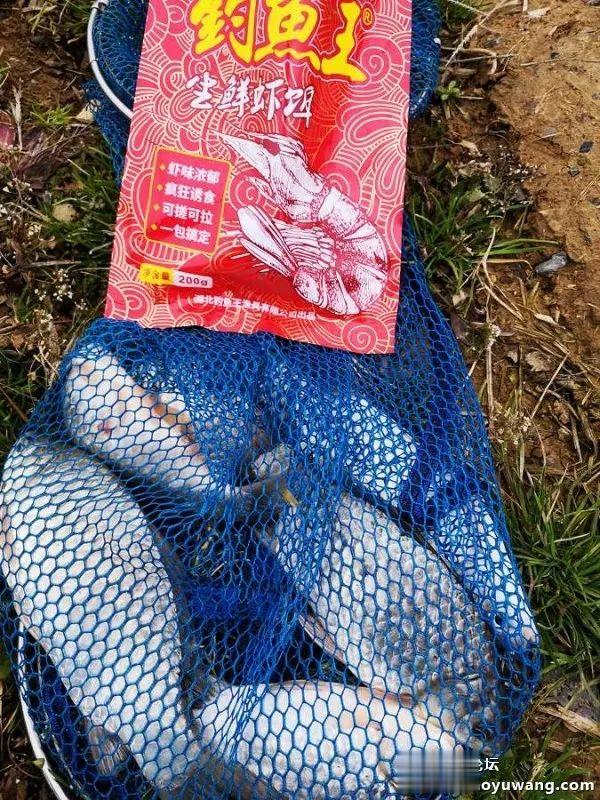 夜钓|正月十五钓鱼忙