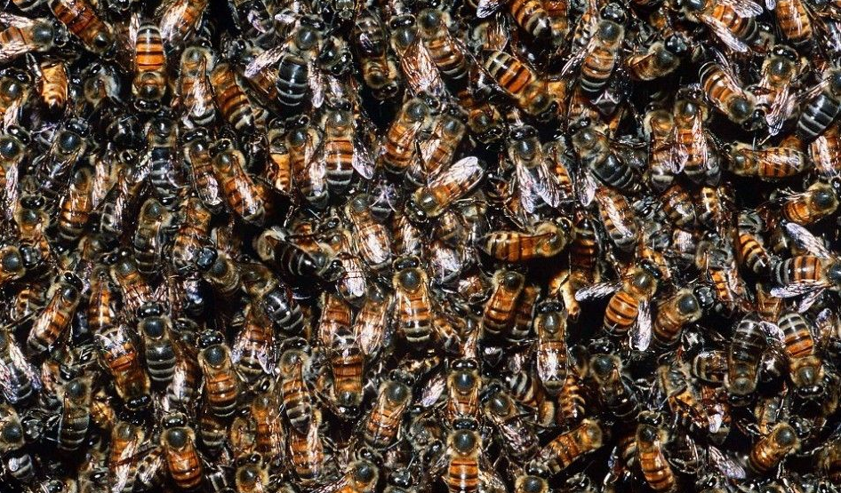 蜜蜂是如何在冬天保暖的？