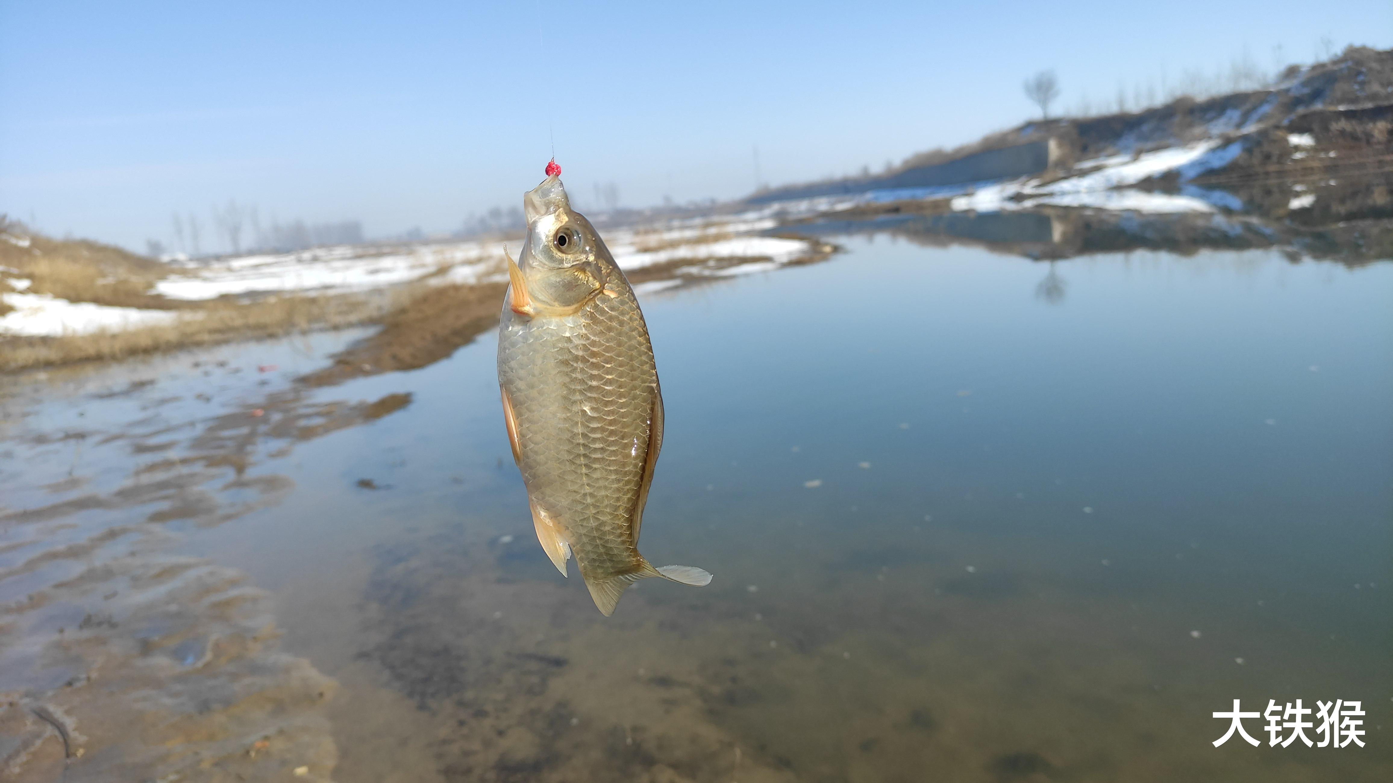|让大鲫鱼“无处藏身”的五条黄金法则，读懂后大鲫鱼连竿上