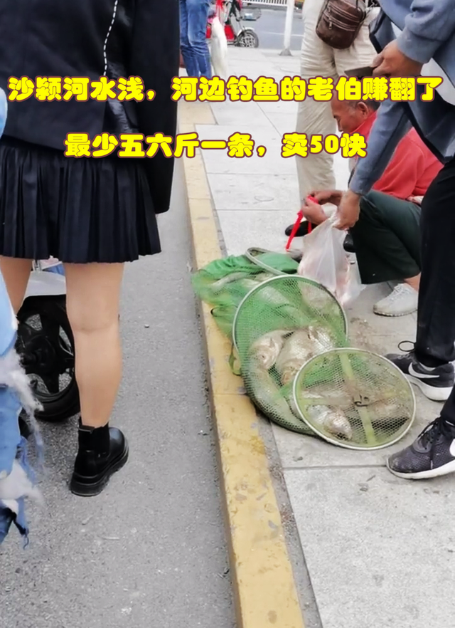 河南沙颍河:水浅大鱼出,有人一天钓几十斤,并当街卖鱼50一条