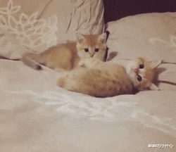 “当代年轻人能懒到什么程度？”床头柜用了两年都没拆封