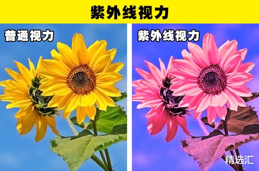 有些人有紫外线视力?在少数人身上存在的10个特征或技巧
