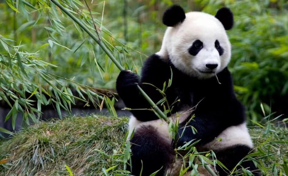 成都|国内最安逸的4座城，除了打麻将就是看美女，大家挤破脑袋都想来