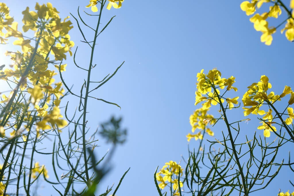 油菜花|情感文字 老屋里空荡荡的，想不起来了