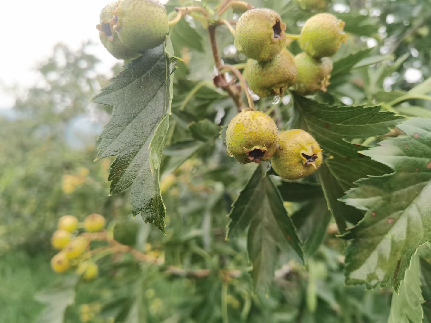 香奈儿|有五十多万的粉丝却不能变现