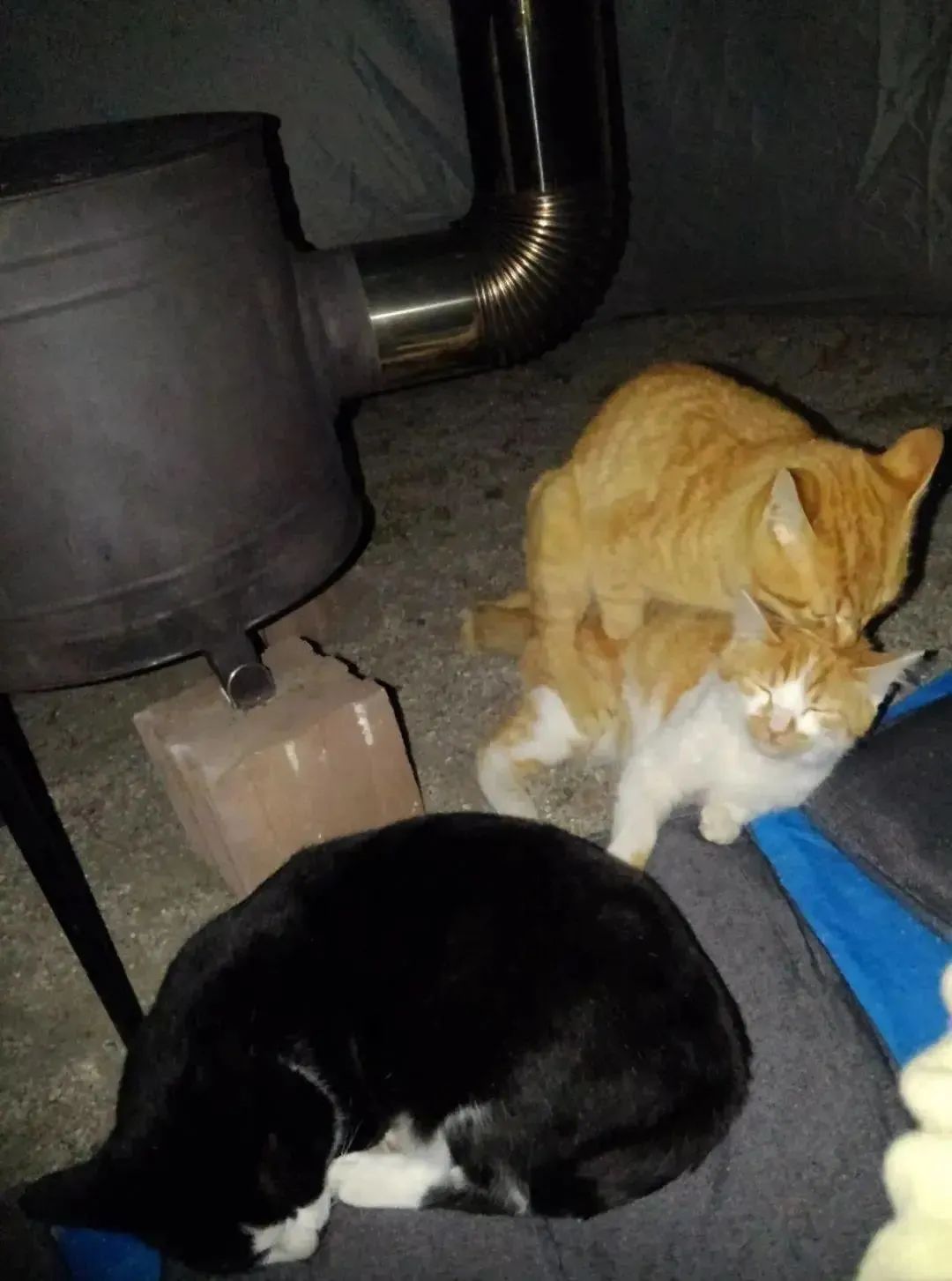 推主去露营的时候，遇到一群猫大盗，霸占了他的帐篷