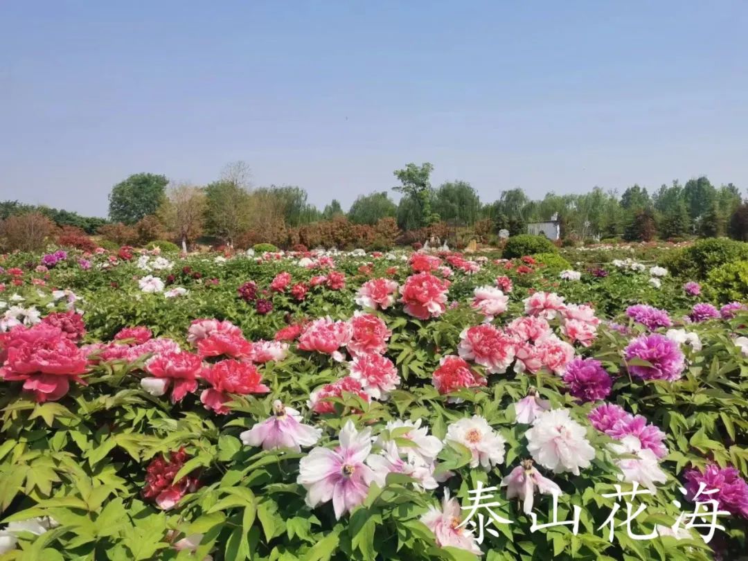 |花期正盛！牡丹竞斗艳，芝樱开满山，杜鹃始盛开...百花争艳